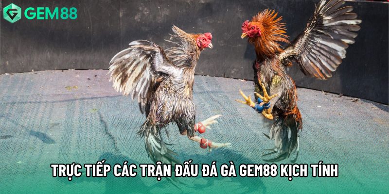 Trực tiếp các trận đấu đá gà gem88 kịch tính